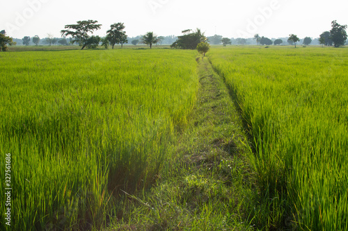 green field of rice © JayAS