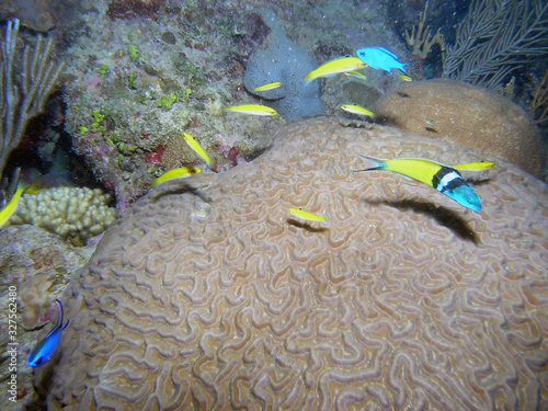 A Bluehead Wrasse (Thalassoma bifasciatum) photo