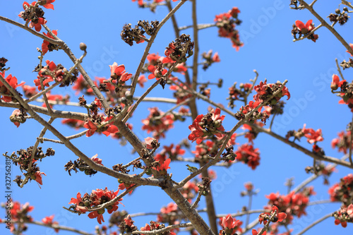 a Silk Cotton Bombax ceiba Semal Tree Blooming. photo