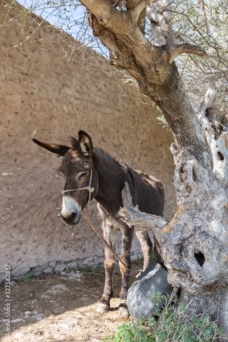 Esel in Marokko