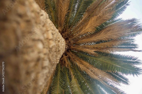 Botom view of trunk of date palm tree on the background of sky photo