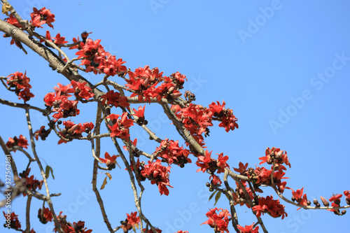 a Silk Cotton Bombax ceiba Semal Tree Blooming. photo