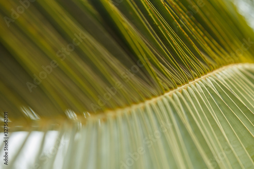 Background of green date palm leaf