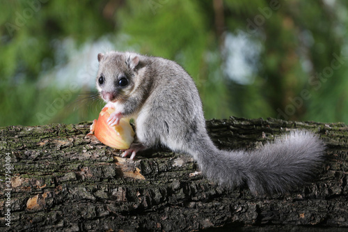 Konstfotografi Cute Edible dormouse, Glis glis eat red  apple
