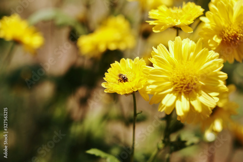 yellow chrysanthemum with bee on blured background.