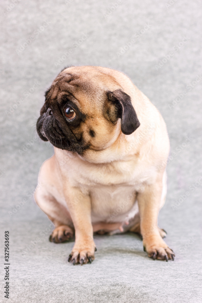 Pug dog with sad big eyes sits on a gray background