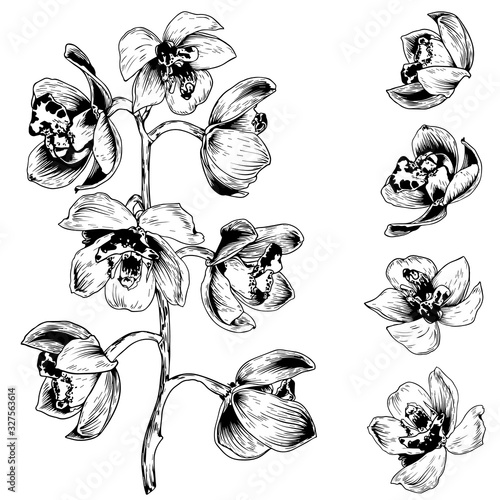 Black and white Orchid flowers.