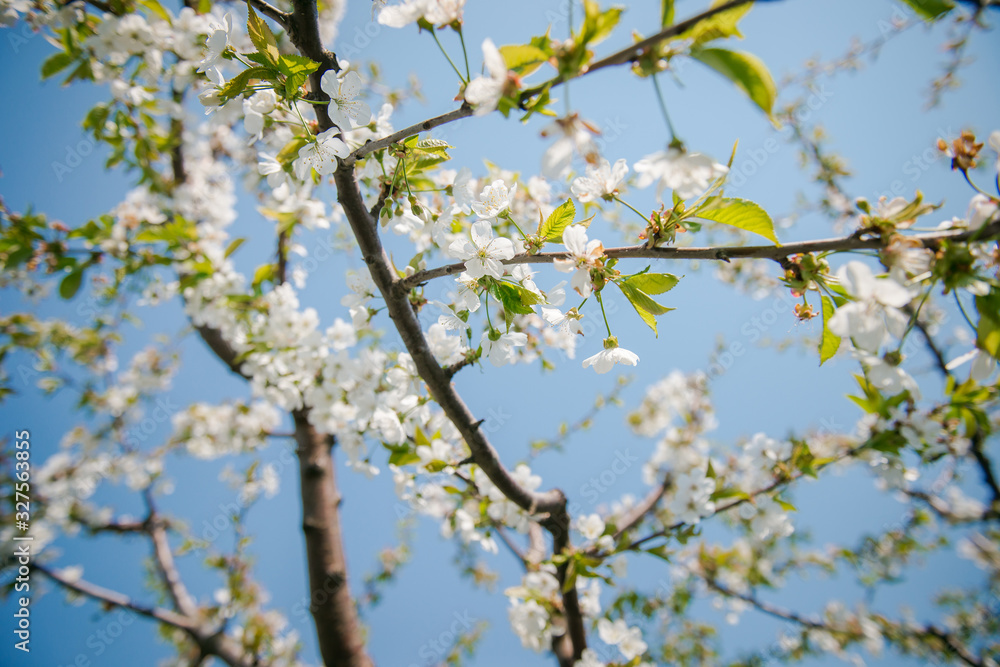 Cherry Blossom. White flowers on tree branch, selective focus. Gardening in spring. Spring Flowering branch on background blue sky Cherry Blossom. White flowers on tree branch, selective focus. Gardening in spring. Spring Flowering branch on background blue sky