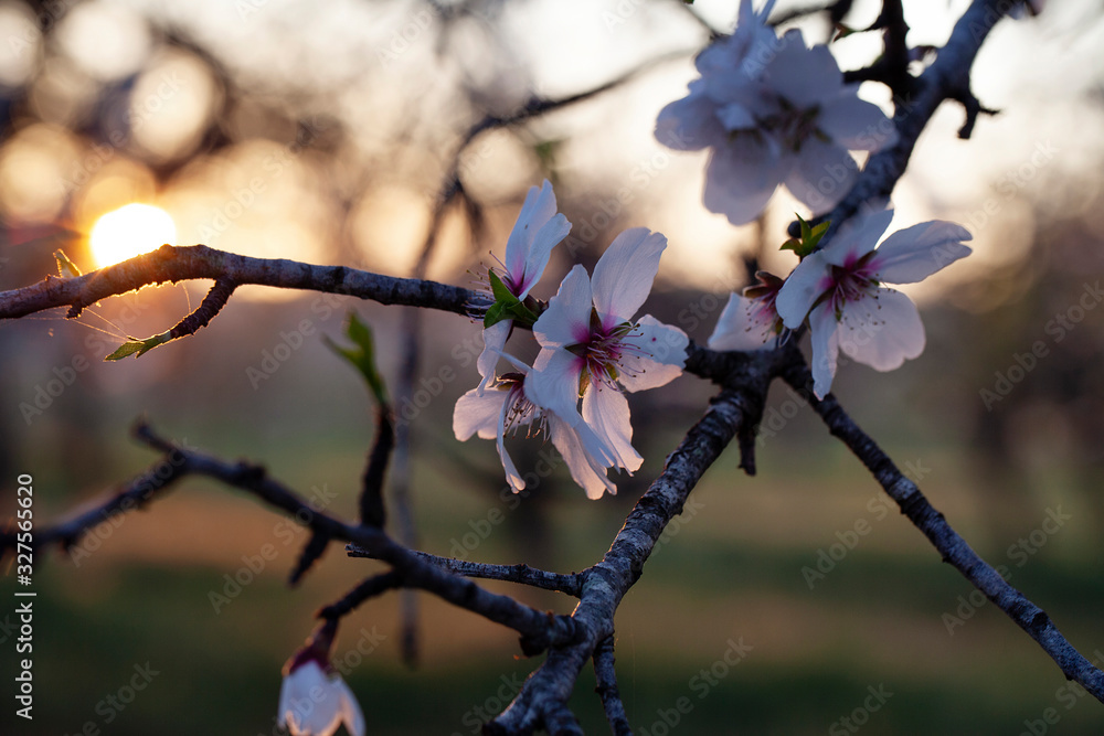 Fotografie Spring background with pink blossom almond