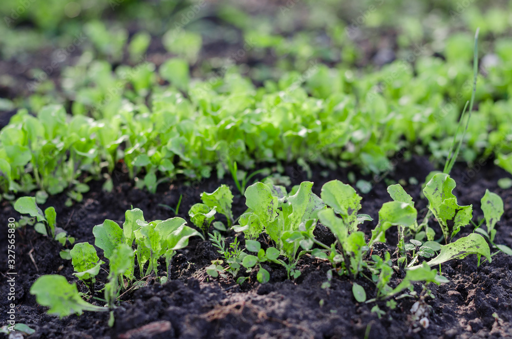 Isolated Baby Cos leaf lettuce plant in the farm. Salad lettuce in the organic farm. Isolated Baby Cos leaf lettuce plant in the farm. Salad lettuce in the organic farm.