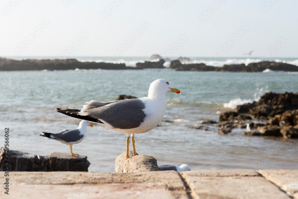 Möwe an der Atlantikküste, Essaouira, Marokko Möwe an der Atlantikküste, Essaouira, Marokko
