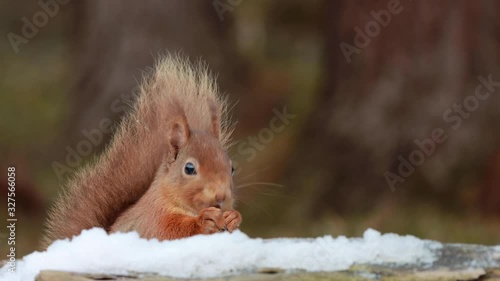 Red squirrel, Sciurus vulgaris, moving/searching and eating nuts on snow during march within a pine woodland in the cairngorms national park, Scotland. 