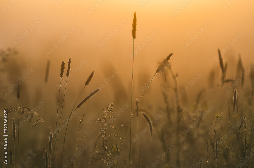 Fly on High Grasses in Spring Morning Light with Misty Background Fly on High Grasses in Spring Morning Light with Misty Background