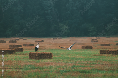 Agriculture, landscape after harvest, in the foreground storks photo