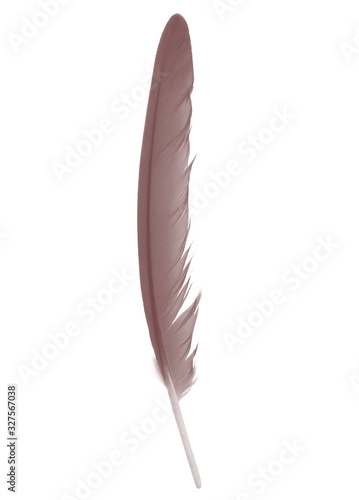Beautiful brown chocolate feather isolated on white background