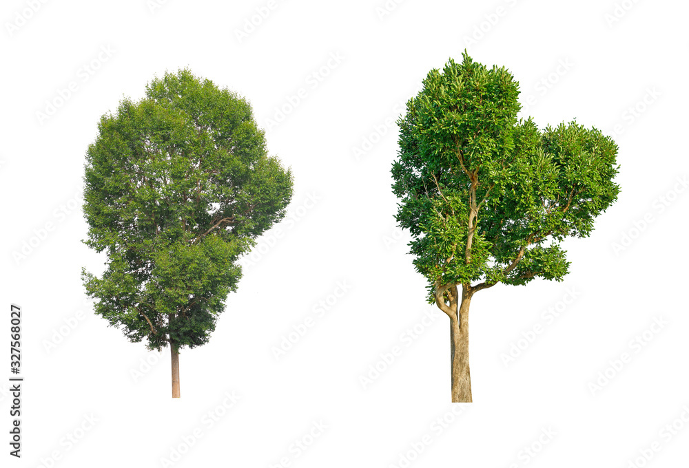 green tree isolated on white background green tree isolated on white background