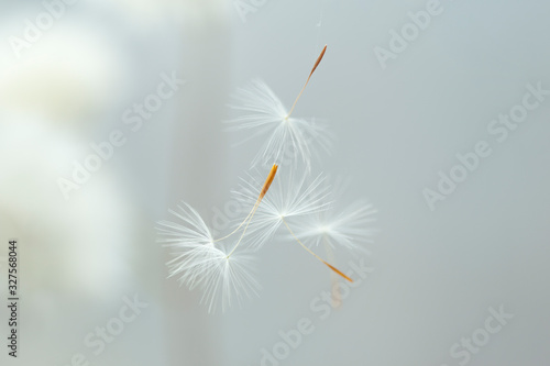 Close up of flying parachutes from dandelion on a gray background 