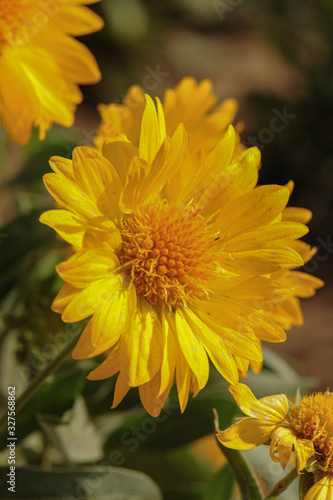 The natural sunflower  yellow color