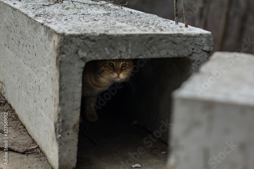 a homeless cat is hiding at a construction site, street animals