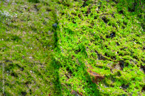 Green Algae Growing on The Rock