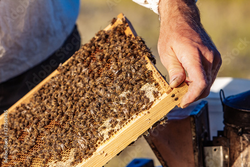 Apiarist is working in his apiary. Frames of a bee hive. Apiculture