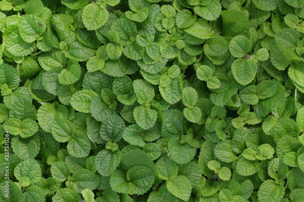 Obraz premium Small leaf background