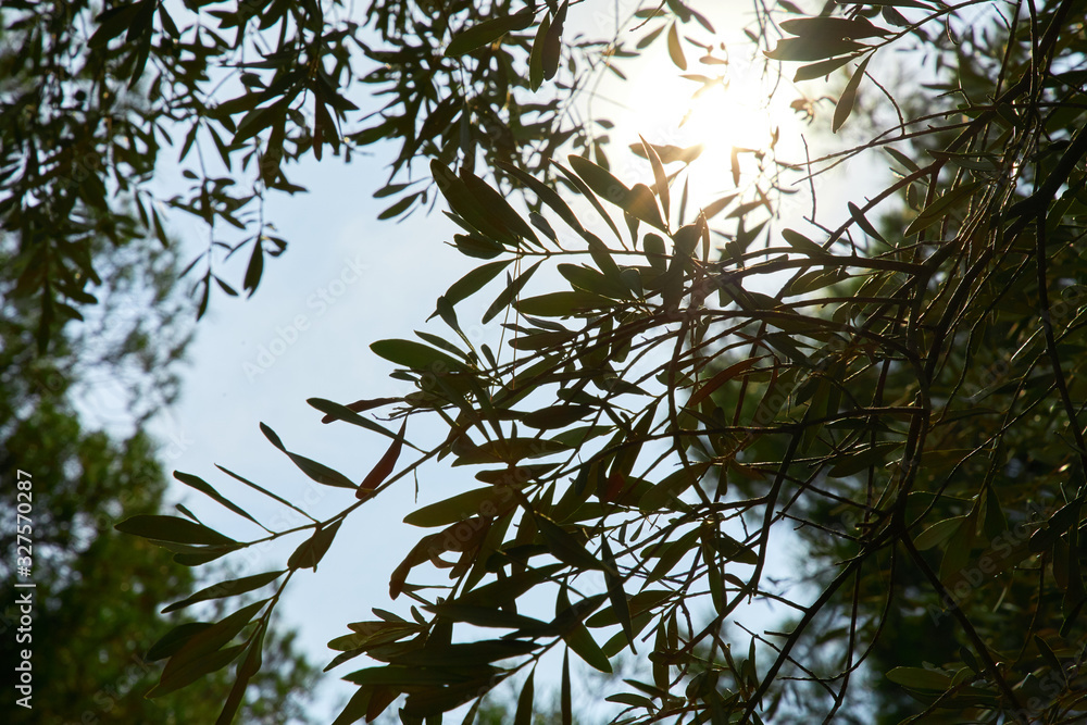 olive tree leaves over blue sky olive tree leaves over blue sky
