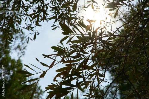 olive tree leaves over blue sky photo