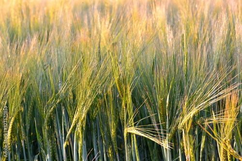 barley ears