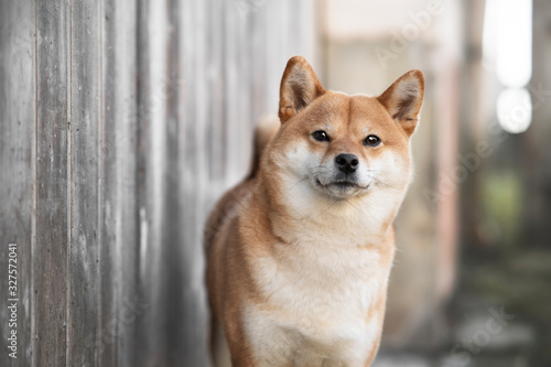 Εκτύπωση καμβά chien shibainu @saina.shibainu
