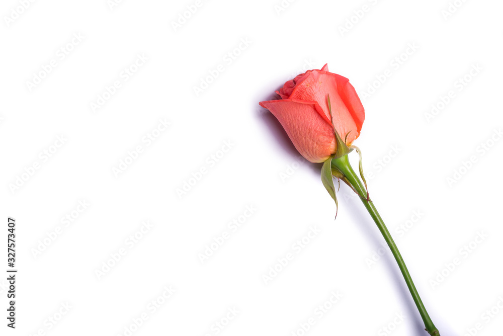 Beautiful orange rose on isolated on a white background, copy space. Beautiful orange rose on isolated on a white background, copy space.