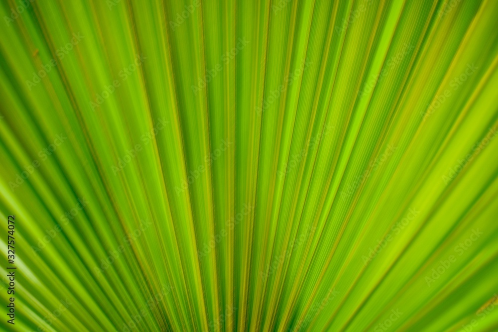 Palm tree leaf background Palm tree leaf background