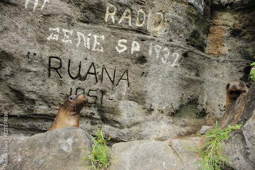 Sea lion on a rock in Galapagos photo