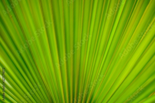 Palm tree leaf background 