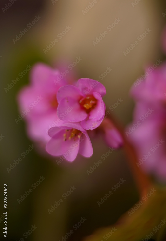 pink orchid in the garden pink orchid in the garden