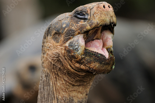 Giant tortoise with open mouth photo