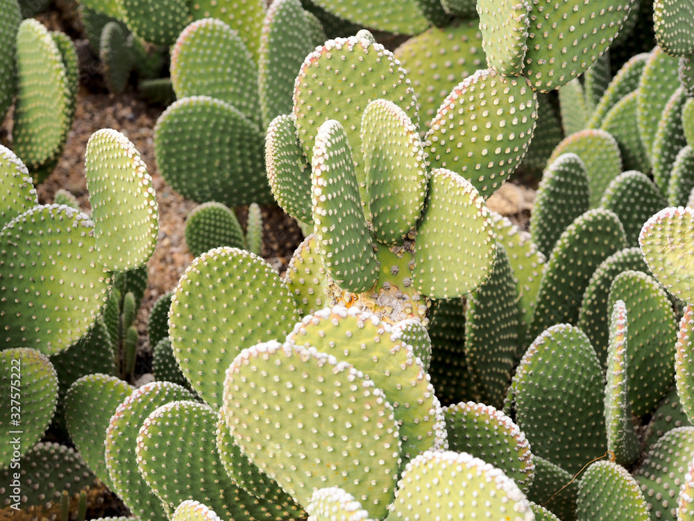 Image of a prickly cactus Image of a prickly cactus