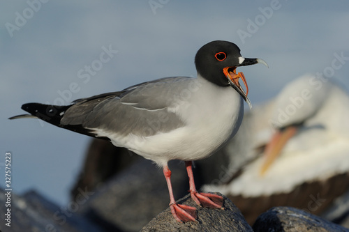 Swallowtailed Gull on a rock photo