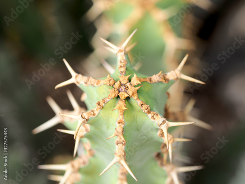 Macro photograph of a cactus