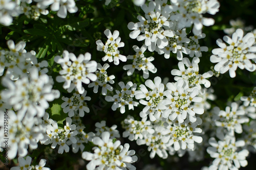 Iberis saxatilis, amara or bitter candytuft many white flowers
