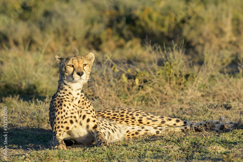 Cheetah (Acinonyx jubatus) lying down on savanna and looking up, Ngorongoro conservation area, Tanzania.