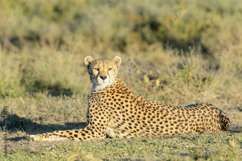 Cheetah (Acinonyx jubatus) lying down on savanna and looking at camera, Ngorongoro conservation area, Tanzania.
