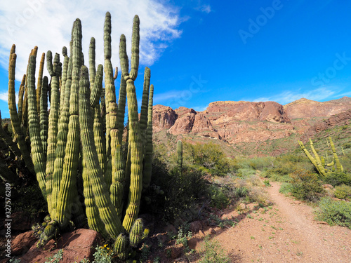 Desert landscape with cactus in foreground