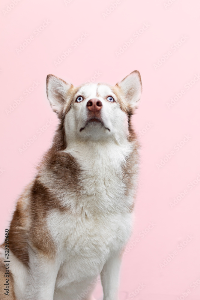 Cute brown serious husky with blue eyes sitting in a pink background Cute brown serious husky with blue eyes sitting in a pink background