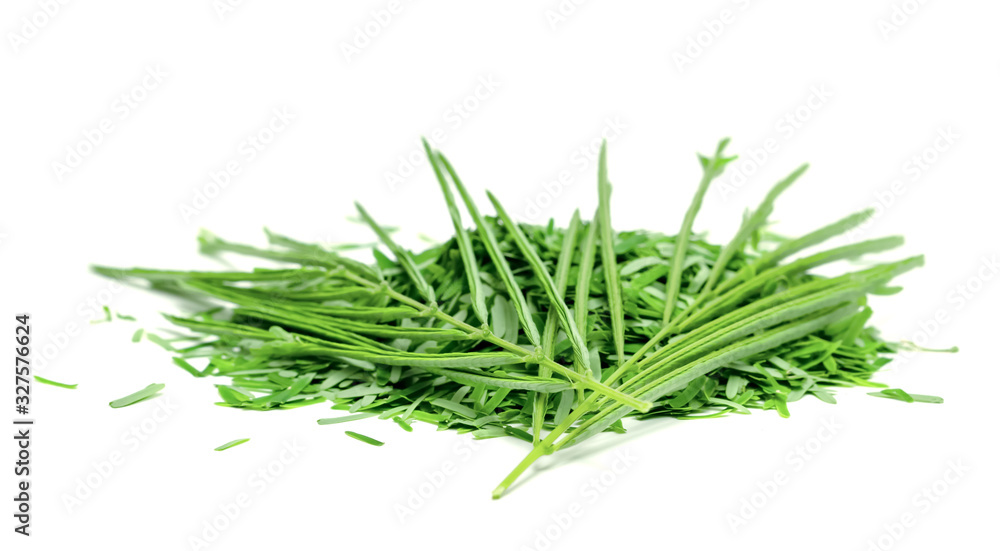 Acacia pennata or Cha Om leaf isolated on white background ,Green leaves pattern Acacia pennata or Cha Om leaf isolated on white background ,Green leaves pattern