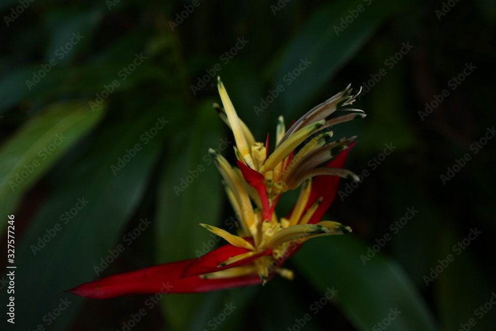 plants flowers in garden tropical sri lanka plants flowers in garden tropical sri lanka