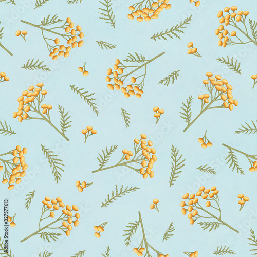 Seamless pattern with flowers of tansy. Tanacetum on a blue background. Botanical hand drawn illustration