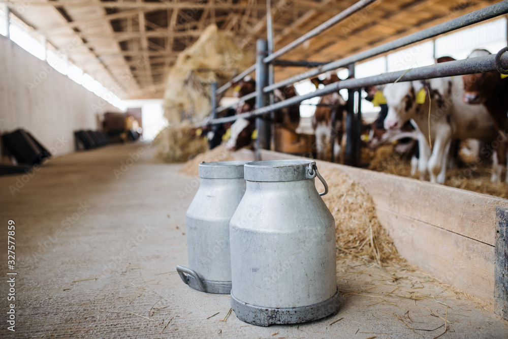 Obraz premium Milk cans and cows on a diary farm, agriculture industry.