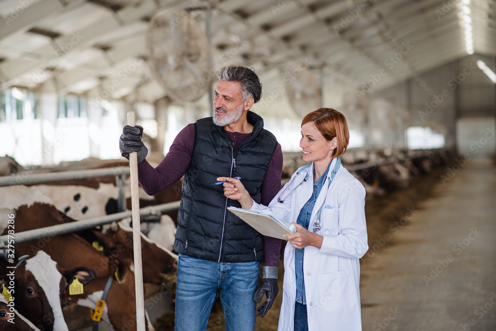Man manager and veterinary doctor on diary farm, agriculture industry. Man manager and veterinary doctor on diary farm, agriculture industry.
