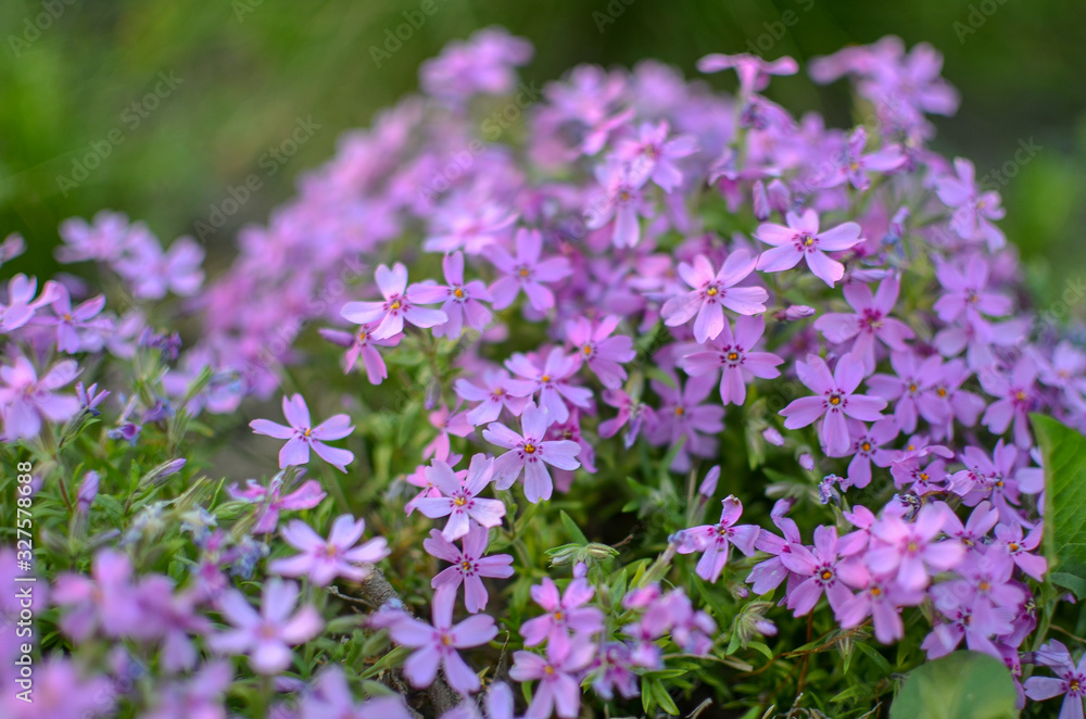 Pink phlox subulata - beautiful flower defocused photo Pink phlox subulata - beautiful flower defocused photo